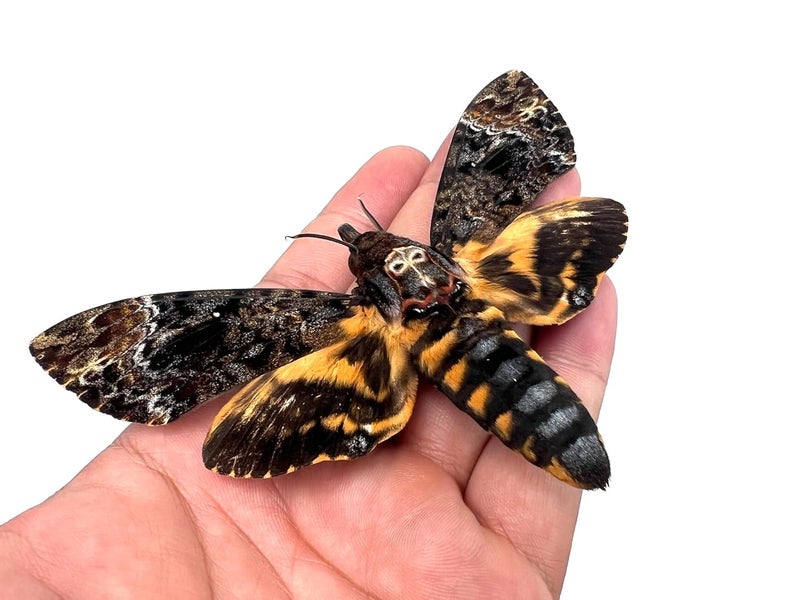VINADECOR Unique Preserved Insect Specimen: Dried Insect Taxidermy Oddity for Gothic Home Décor (1 Real Death Head Moth) - Image 1